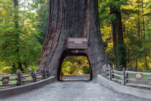 Chandelier Drive-Through Tree, Leggett, Northern California, USA