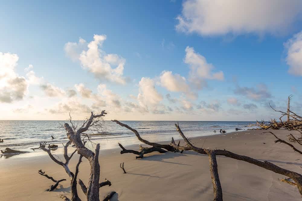 Driftwood Beach, Jekyll Island Georgia