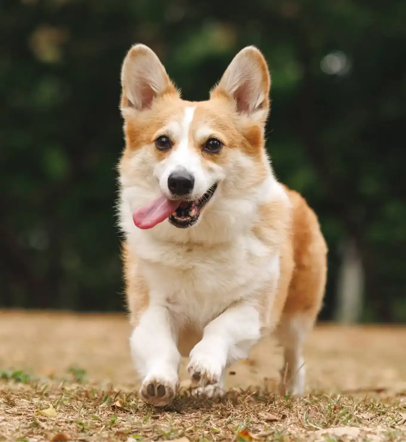 Citizens for Animal Protection in Houston shelters and rescues homeless animals while promoting spay neuter, humane education, and adoption