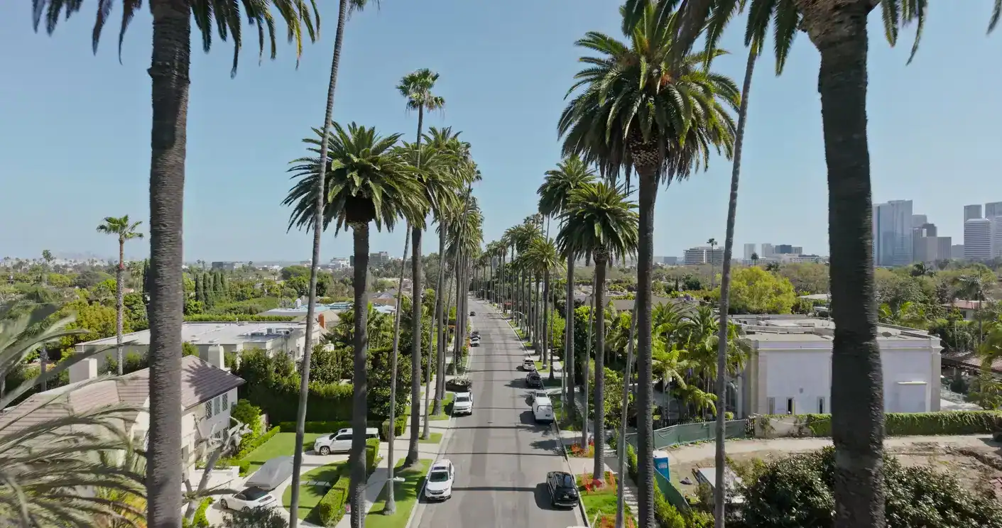 Palm tree lined street in Los Angeles with city skyline in the background