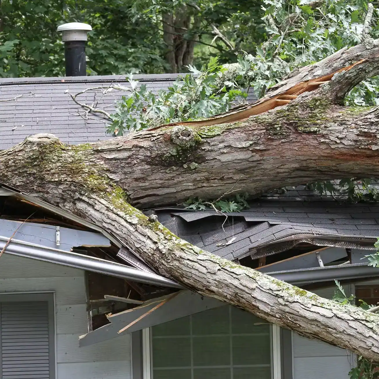 Large tree fallen on house roof causing severe property damage after storm